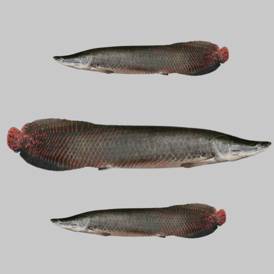 BRAZILIAN FISH - Image 2