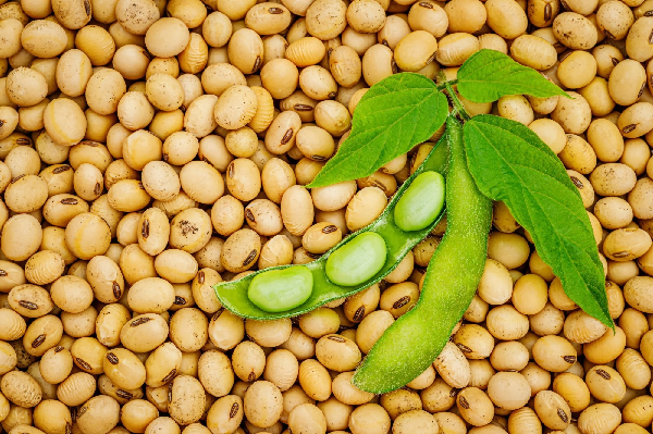 Soya (GMO SOYA BEANS) - Image 3